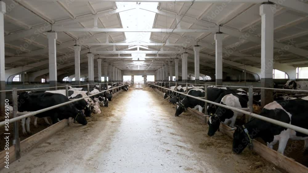 Cows feeding process on modern farm. Cow on dairy farm eating hay ...