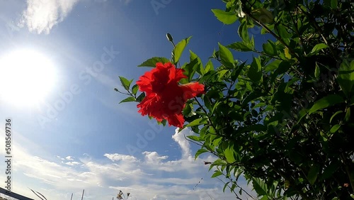 ハイビスカスのある風景
