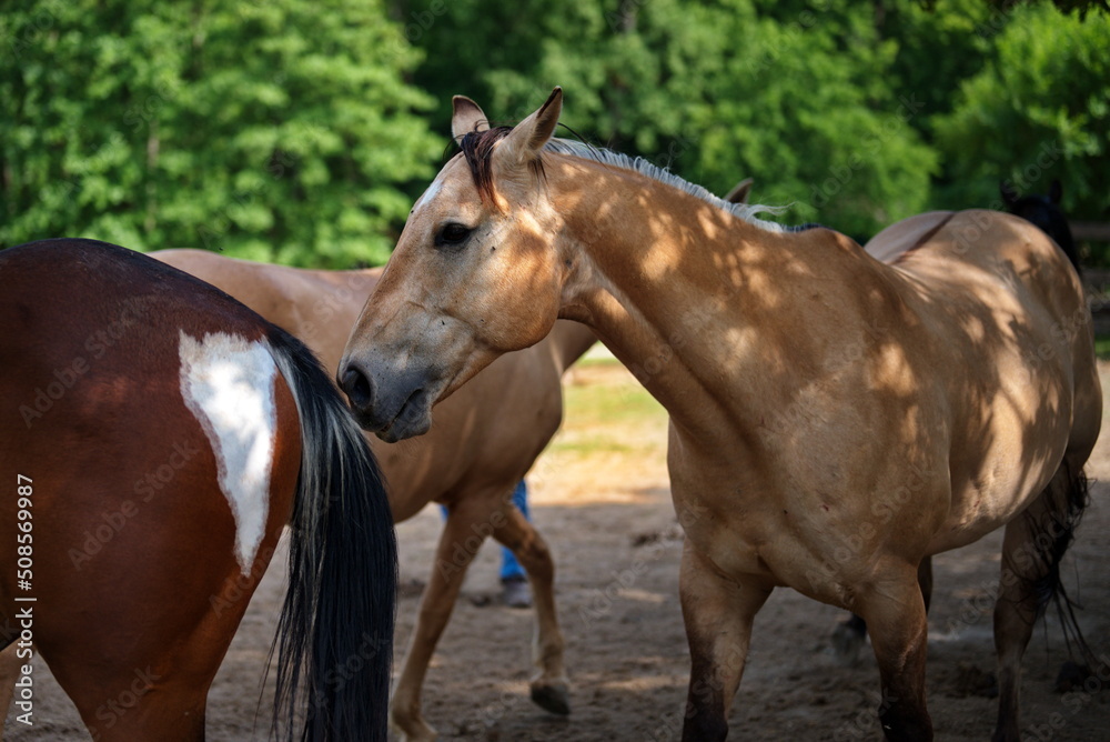 Group of horses on the ranch