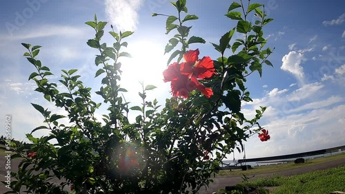 沖縄風景、公園のハイビスカス
