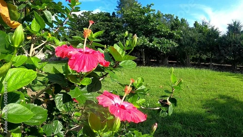 公園のハイビスカス
