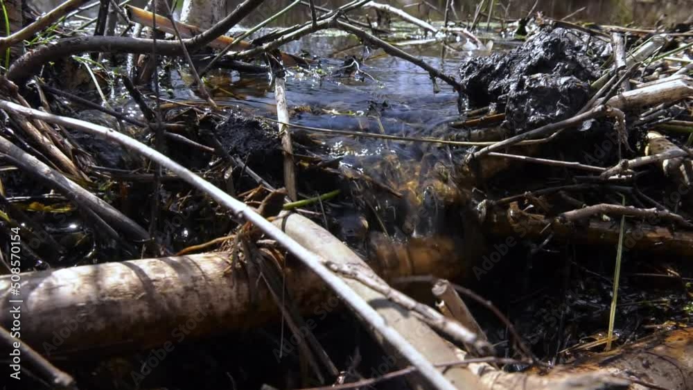 Beaver dam at a small creek. Beaver dam at a small creek.