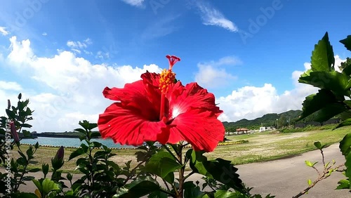 ハイビスカスと空
