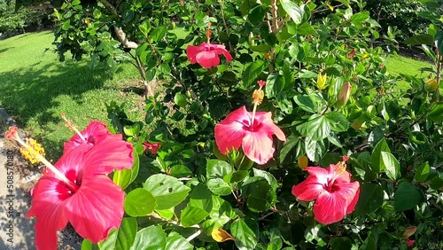 沖縄の花、ハイビスカス。
