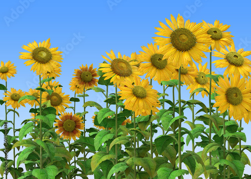 3D Sunflowers over blue