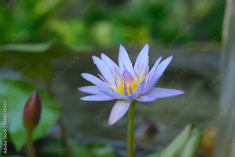 Beauty in garden with flowers and butterfly Beauty in garden with flowers and butterfly