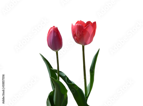 pink tulips on the white background, isolated