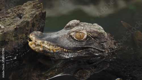 Head of a crocodile (Paleosuchus palpebrosus). Dwarf Caiman. photo