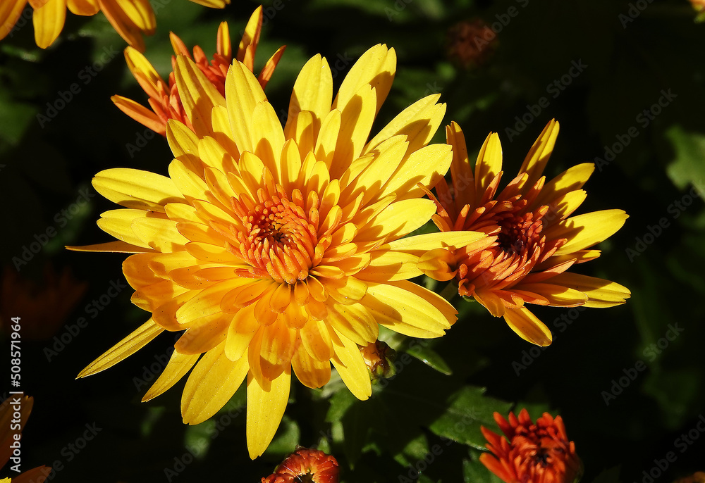 Chrysanthemum garden - plant flower Chrysanthemum garden - plant flower