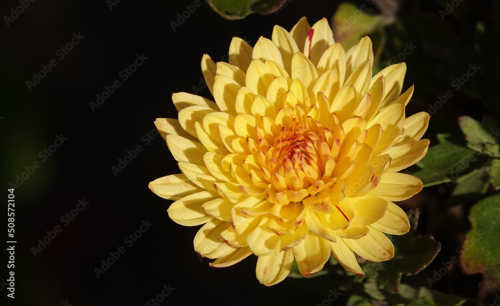 Chrysanthemum garden - plant flower Chrysanthemum garden - plant flower