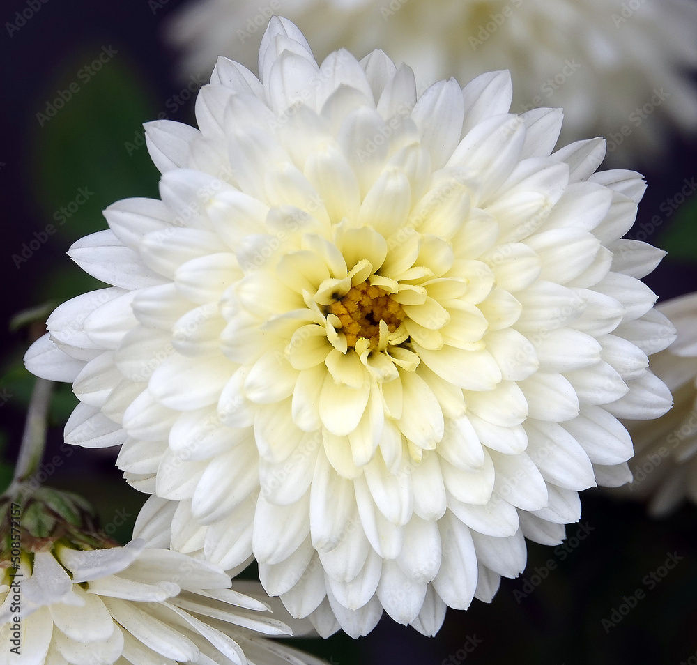 Chrysanthemum garden - plant flower Chrysanthemum garden - plant flower