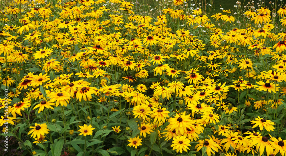 Rudbeckia Black-eyed - plant flower Rudbeckia Black-eyed - plant flower