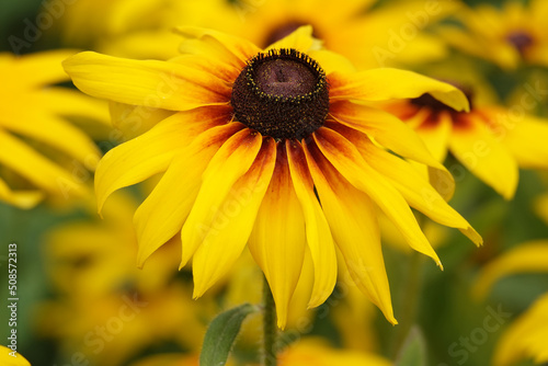 Rudbeckia Black-eyed - plant flower