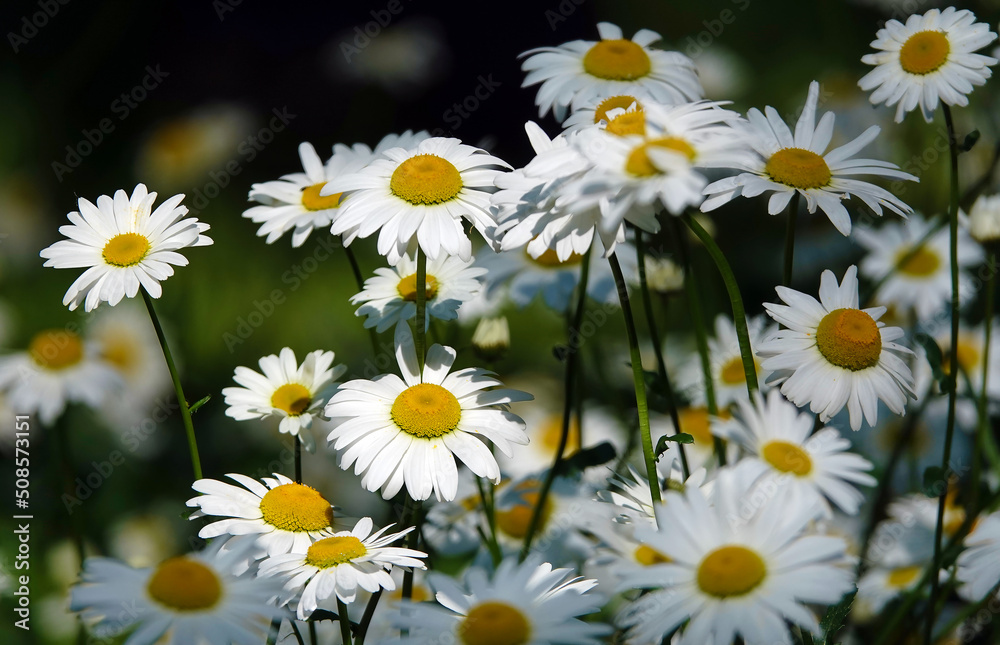 Chamomile - plant flowers Chamomile - plant flowers