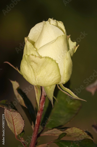 rose flower plant macro photo