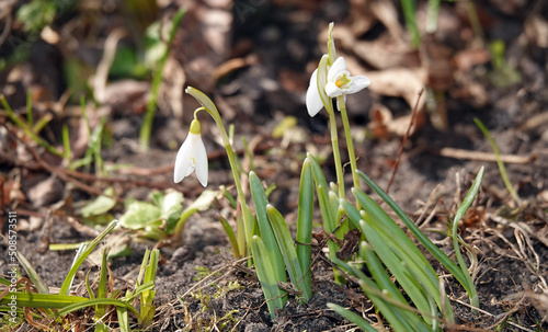Snowdrop - plant flower