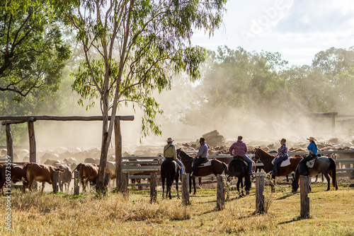 Horse riders counting the mob of cattle into the dusty yards. photo