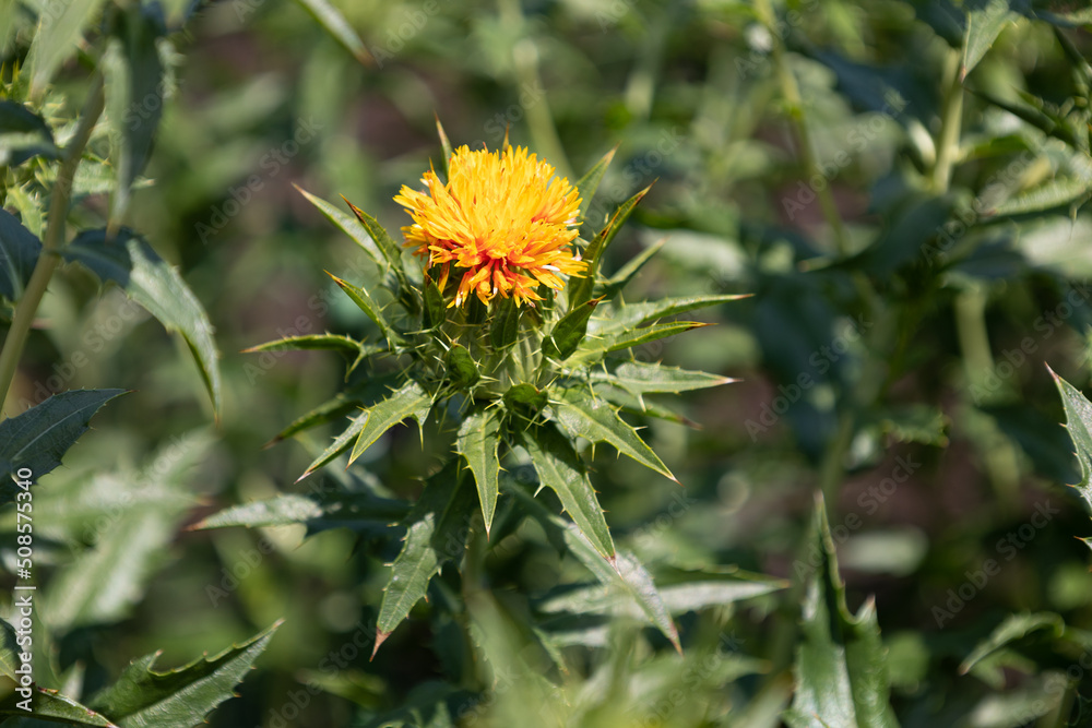 ベニバナ(紅花、学名:Carthamus tinctorius)。紅色染料や食用油の原料として栽培されている。 ベニバナ(紅花、学名:Carthamus tinctorius)。紅色染料や食用油の原料として栽培されている。