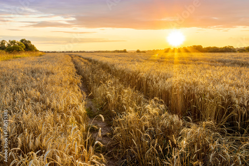 Scenic view at beautiful spring sunset in a green shiny field with green grass and golden sun rays, deep blue cloudy sky , trees and