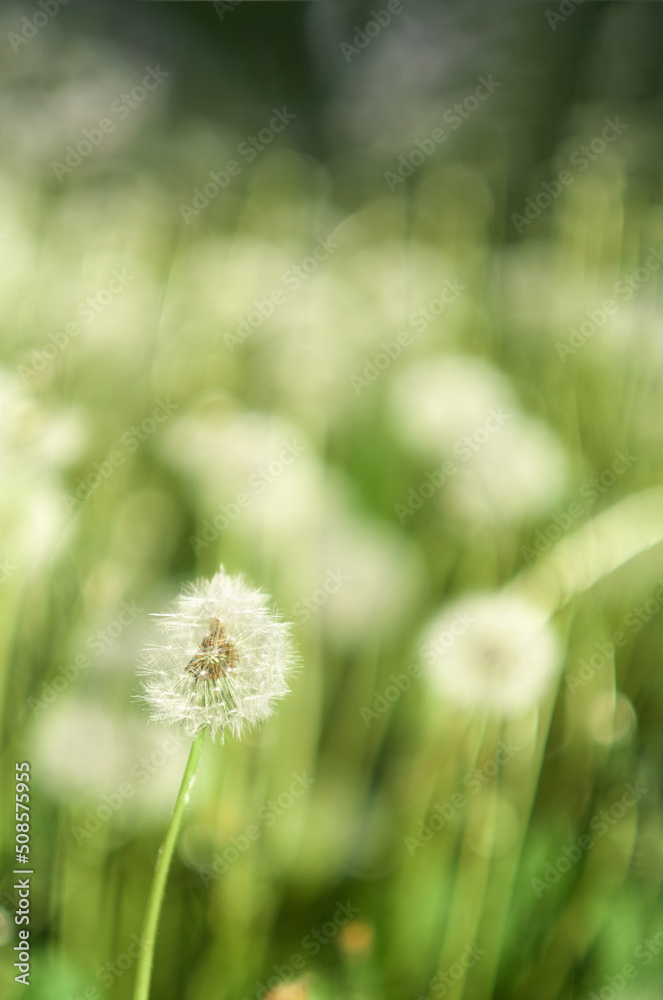 White fluffy dandelions, natural green spring background, selective focus. Summer flowers, vertical. White fluffy dandelions, natural green spring background, selective focus. Summer flowers, vertical.