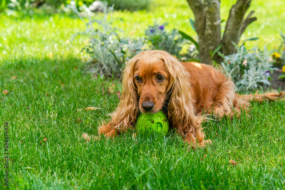 Brown cocker spaniel dog in the garden - selective focus Brown cocker spaniel dog in the garden - selective focus