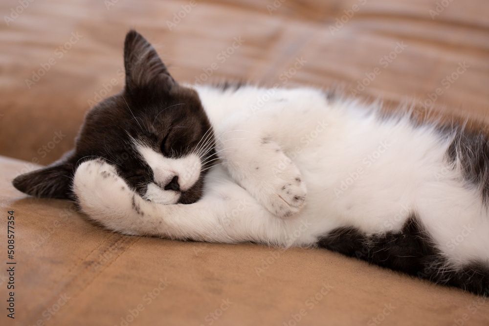 A cute black and white kitten or cat is sleeping sweetly on the couch.