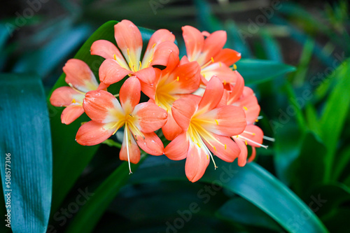 Clivia miniata orange flowers. Clivia miniata  the Natal lily or bush lily or kaffir lily  is a species of flowering plant in the genus Clivia