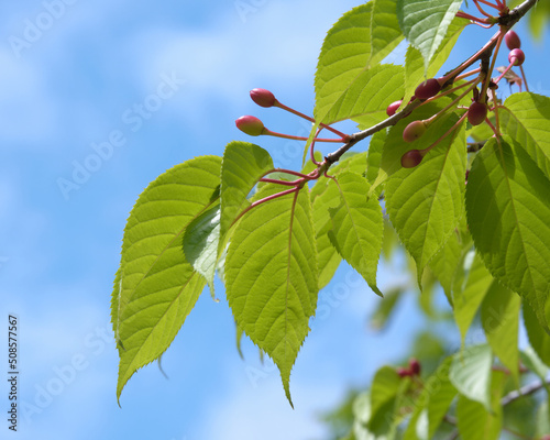 Fototapeta Naklejka Na Ścianę i Meble -  エゾヤマザクラの実 / Sargent's cherry fruits