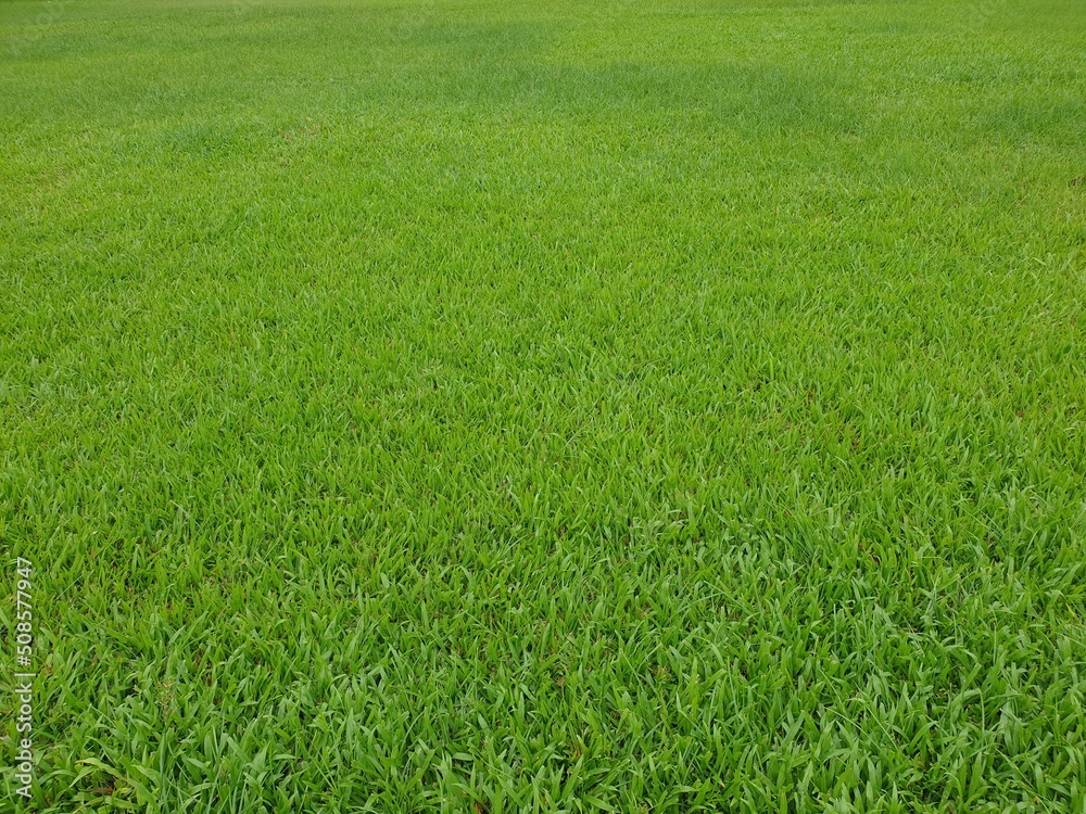 Grass background in the park with copy space.Green lawn texture.