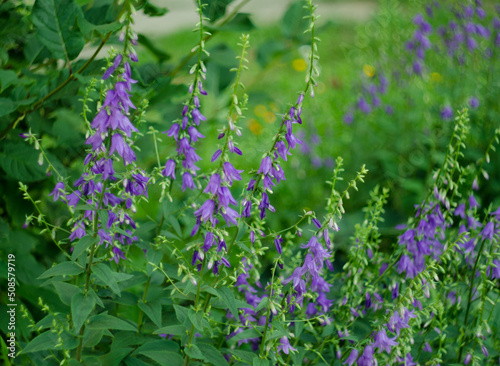 Rapunzel-shaped bell (Campanula rapunculoides) flowers up to 3 cm long, light lilac, collected in  one-sided brush. Occurs at  edges of forests, among shrubs, along river bank cliffs, in gardens