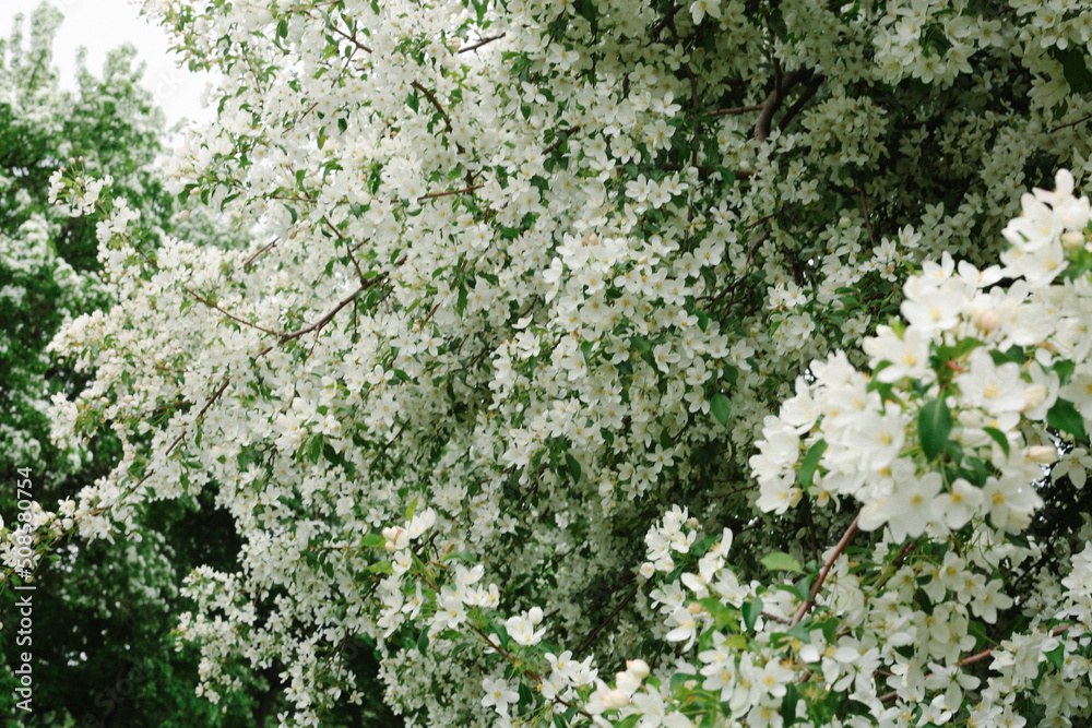 Blooming apple tree, soft focus spring background Blooming apple tree, soft focus spring background
