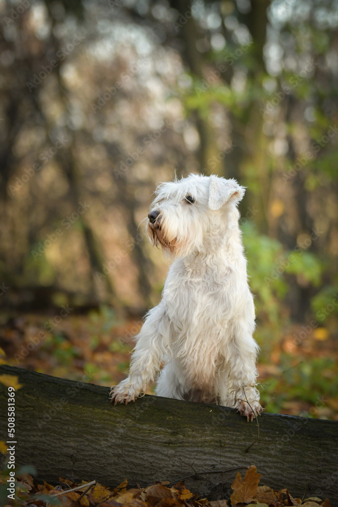 Schnauzer is sitting in the forest. It is autumn portret.