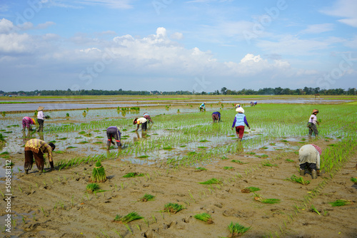 A farmer is planting young rice seeds by walking backwards in a muddy and fertile paddy field. Many farmers work together in groups.