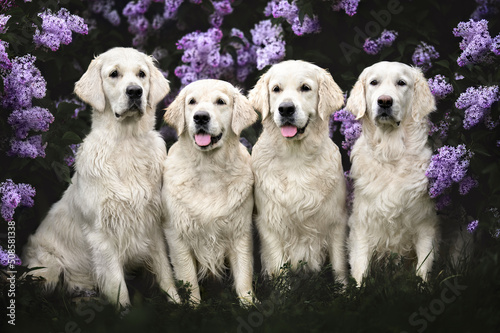 four golden retriever dogs sitting outdoors in blooming lilac