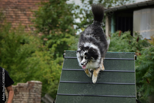 Australian shepherd is running agility A-frame. She teachs new thing for competition.