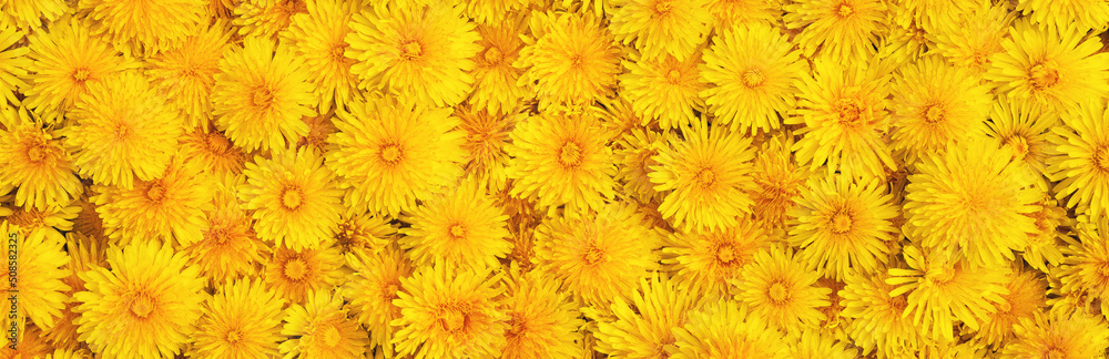 Background and texture of yellow dandelions. Panorama. View from above.