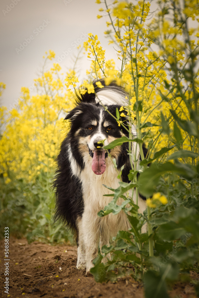 Fototapeta premium Border collie is running in yellow colza. He is running for his breader