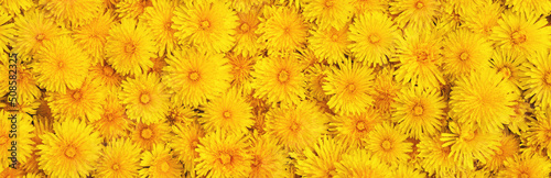 Background and texture of yellow dandelions. Panorama. View from above.