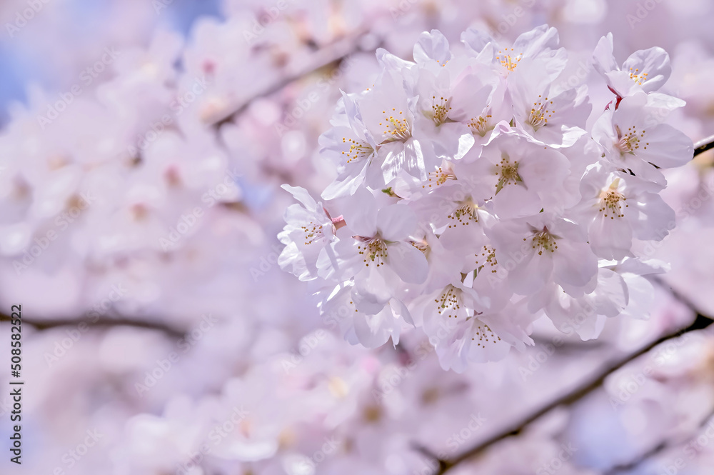 桜の開花イメージ