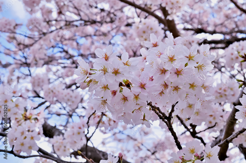 桜の開花イメージ 桜の開花イメージ