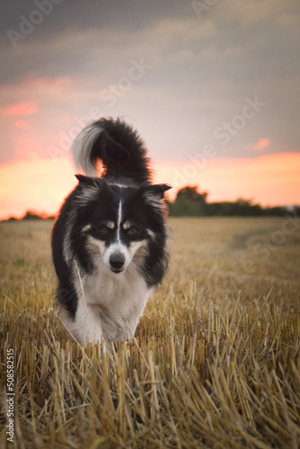 Border collie is running in the grass. He is so crazy dog on trip. © doda