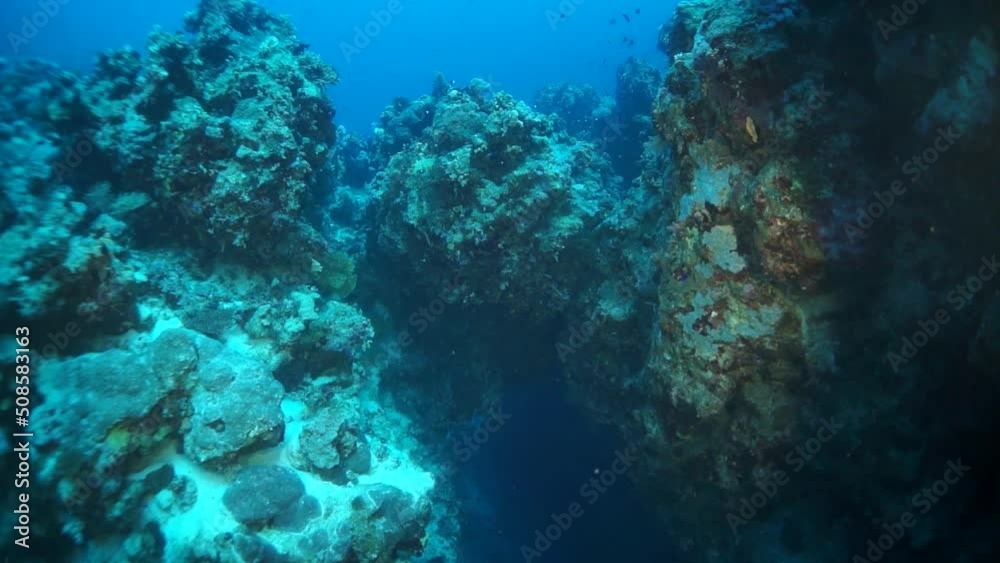 Slow motion video beautiful soft coral reef and colorful fish in tropical water with vibrant colors. Amazing, underwater marine sea world Red Sea and life of its inhabitants, creatures and diving. Slow motion video beautiful soft coral reef and colorful fish in tropical water with vibrant colors. Amazing, underwater marine sea world Red Sea and life of its inhabitants, creatures and diving.