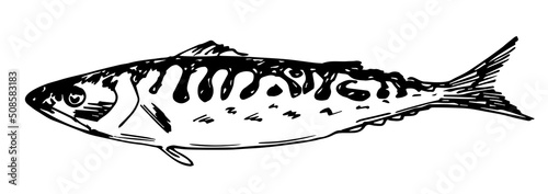 Hand drawn vector drawing in engraving style. Sea fish mackerel isolated on white background. Fresh food, catch. Ingredient, menu, label. Ink sketch.