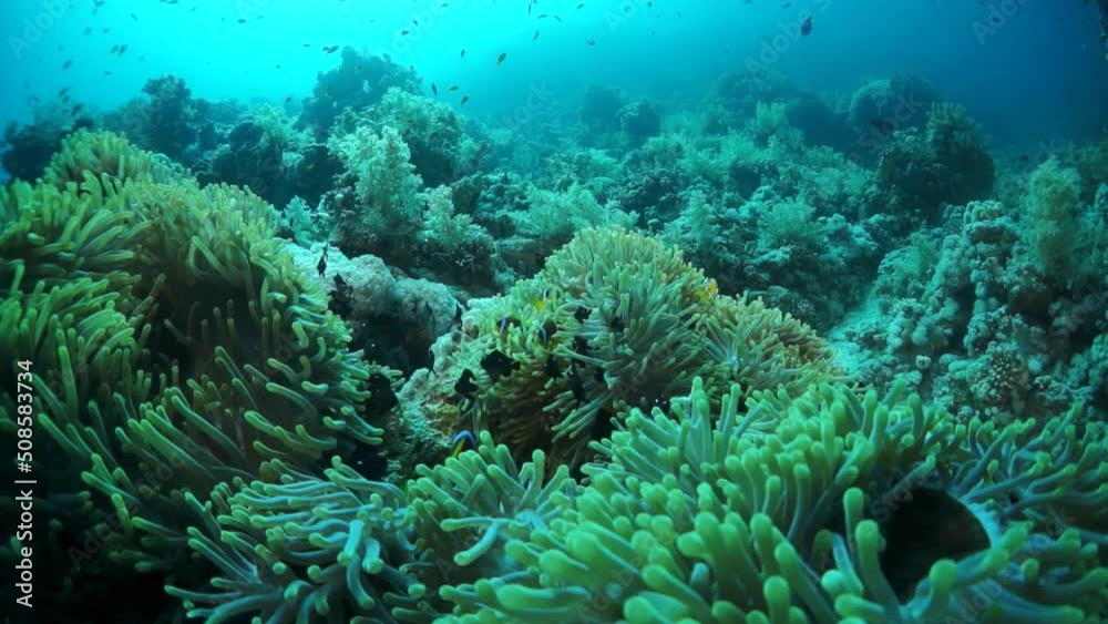 Slow motion video beautiful soft coral reef and colorful fish in tropical water with vibrant colors. Amazing, underwater marine sea world Red Sea and life of its inhabitants, creatures and diving. Slow motion video beautiful soft coral reef and colorful fish in tropical water with vibrant colors. Amazing, underwater marine sea world Red Sea and life of its inhabitants, creatures and diving.