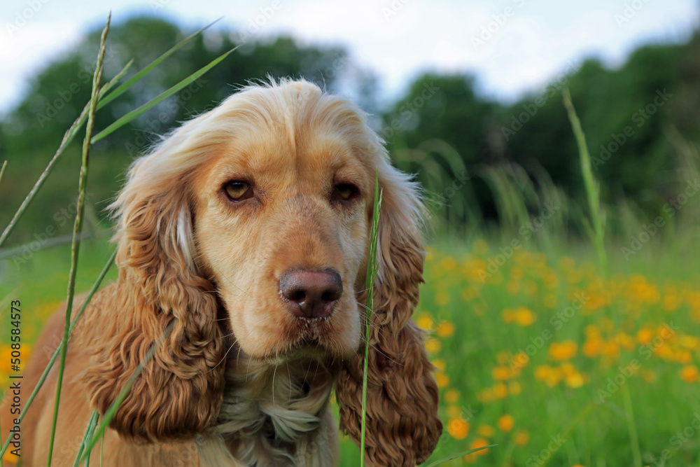 English cocker spaniel dog in the meadow.