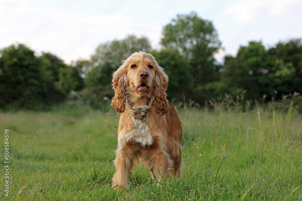 english cocker spaniel dog english cocker spaniel dog