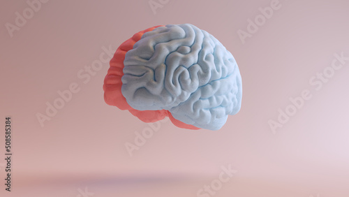 Human Brain Medical Anatomy Red Blue Feminine Masculine Hemispheres Mind Science Creative Intelligence Idea Front Left View 3d illustration render