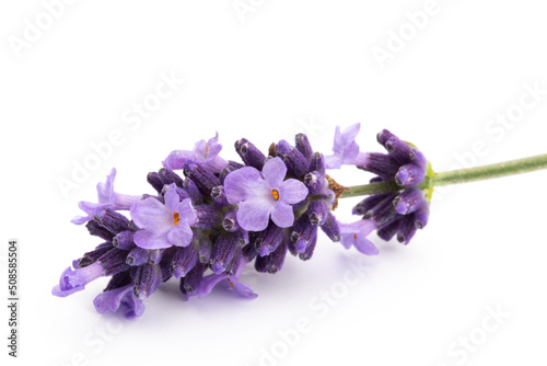Lavender flowers on a white background. © gitusik