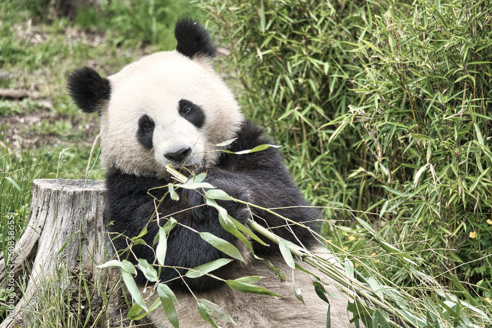 Fototapeta premium big panda sitting eating bamboo. Endangered species. Black and white mammal