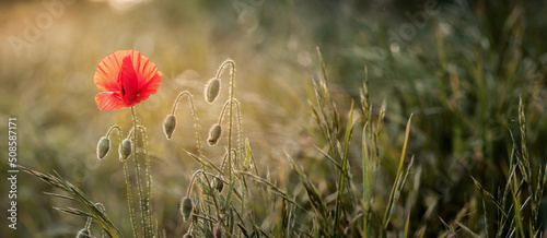 Czerwone kwiaty maku na rozświetlonej promieniami łące. Naturalne tło w nieostrości zielona łąka. Bokeh. Tapeta, obraz.. 